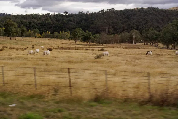 Cows