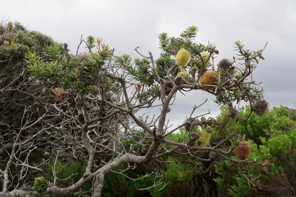 Crescent Bay walk (4)