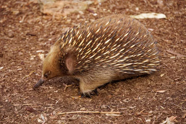 Echidna (1)