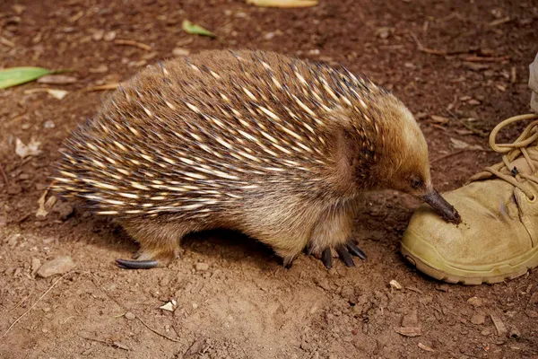 Echidna (2)