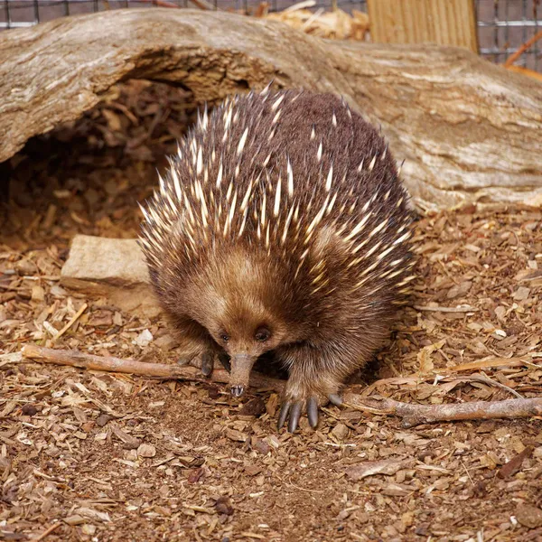 Echidna (3)