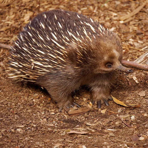 Echidna (4)