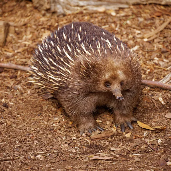 Echidna (5)