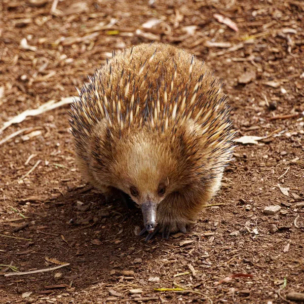 Echidna (6)