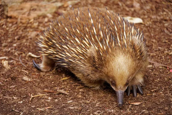 Echidna