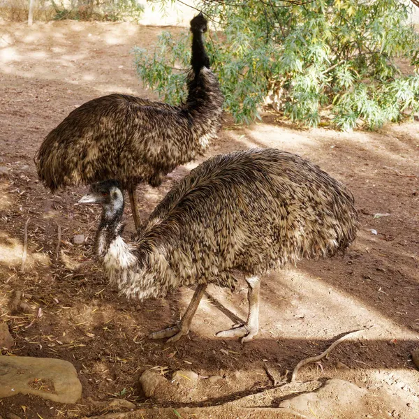 Emu