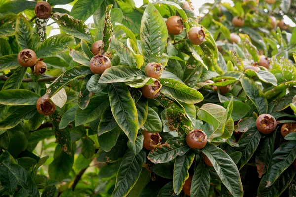 Food Garden (2)