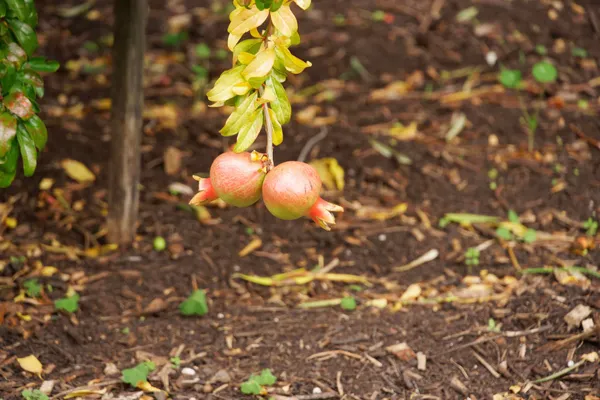 Food Garden (7)