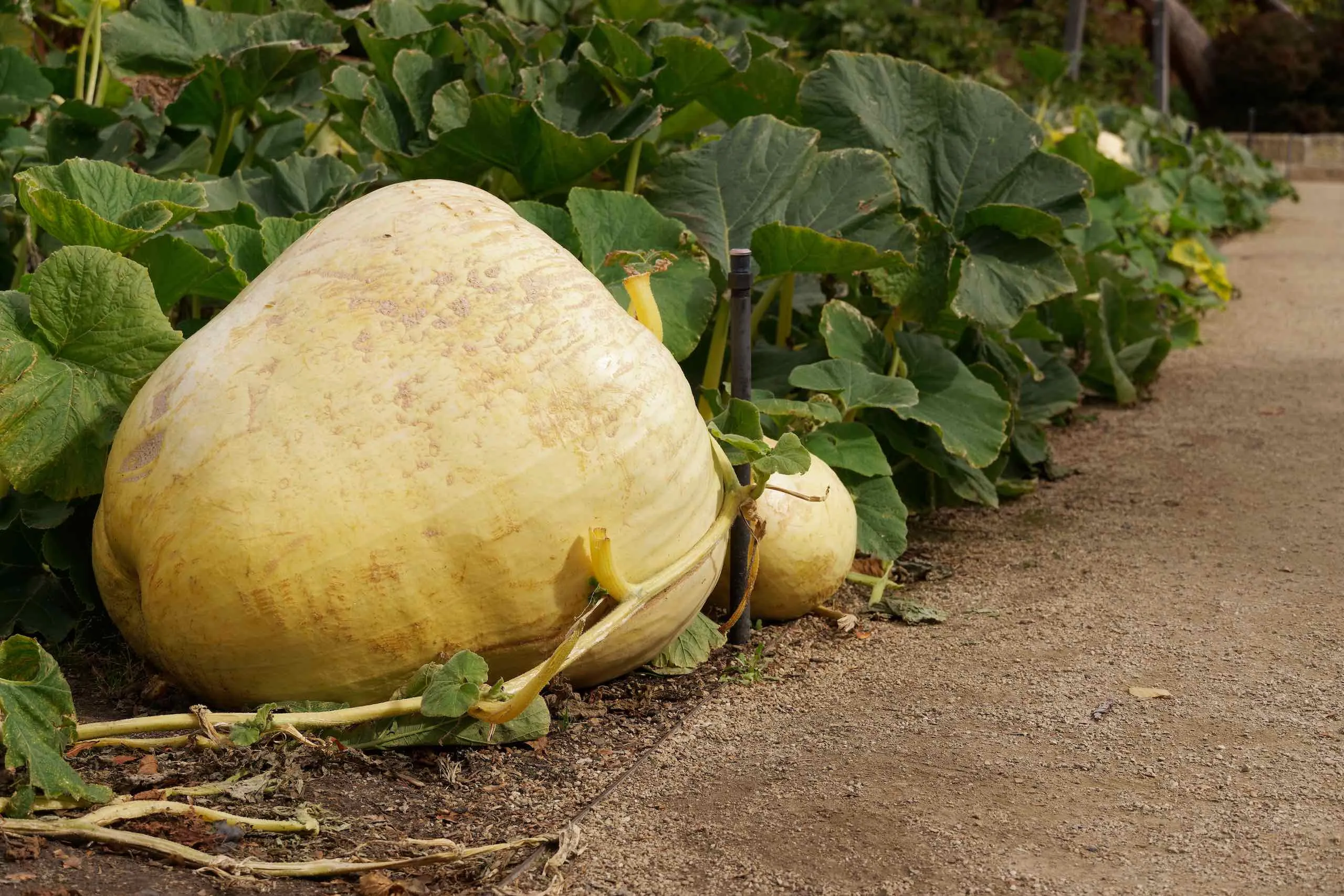 Tasmanian Community Food Garden