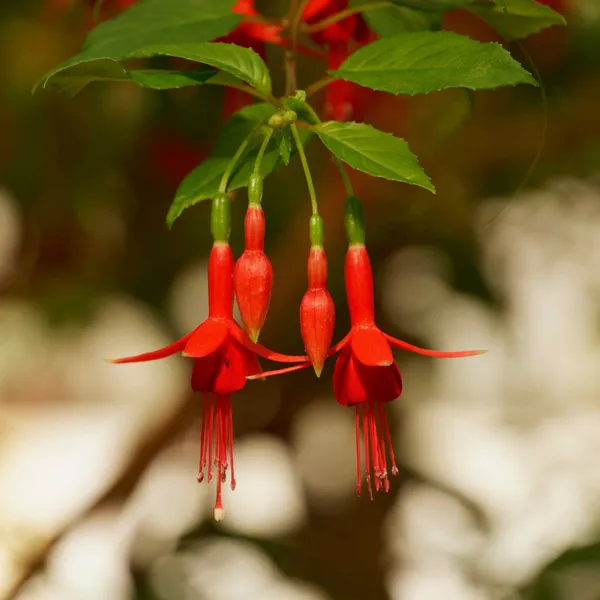 Fuchsia house (1)