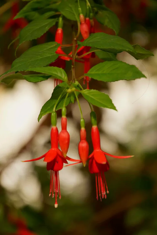 Fuchsia house (2)