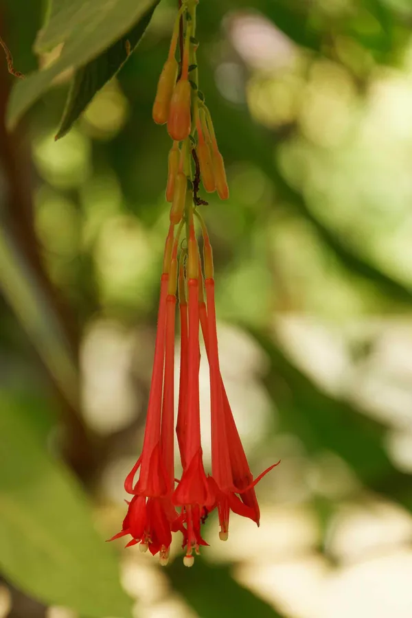 Fuchsia house (3)