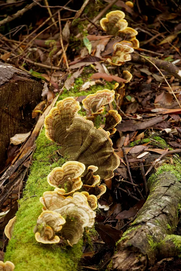 Fungus (5)