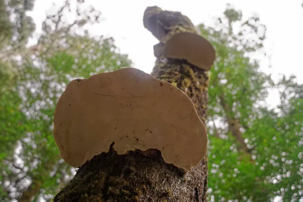 Fungus