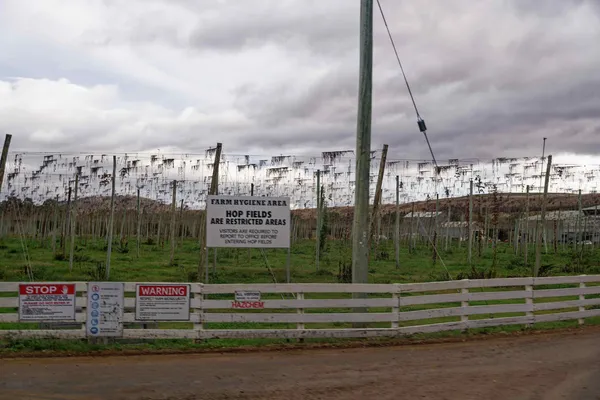 Hemp fields (2)