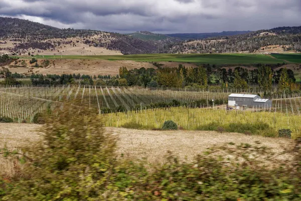 Hemp fields (3)