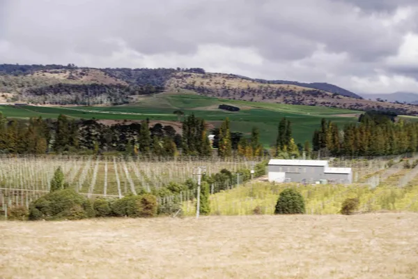 Hemp fields (4)