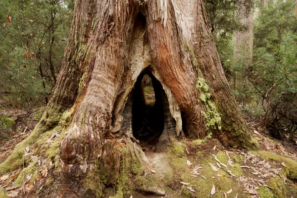 Hole in stump