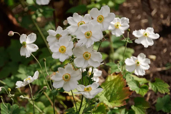 Japanese anemone (2)