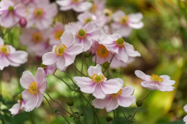 Japanese anemone (3)