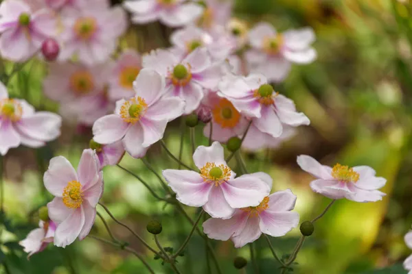 Japanese anemone (3)