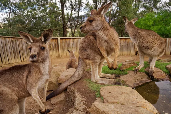 Kangaroo (2)