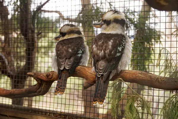 Kookaburra