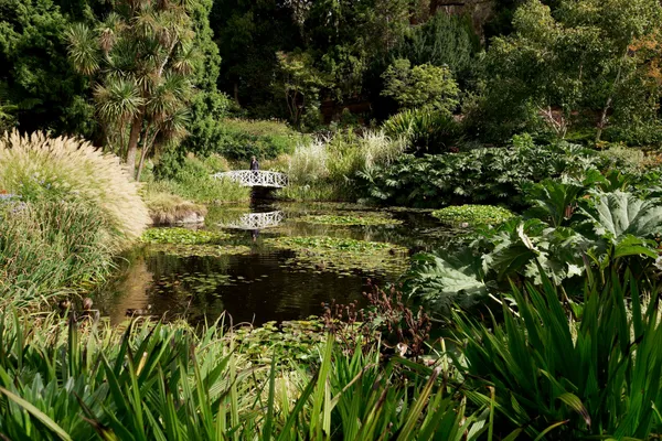 Lily pond (1)