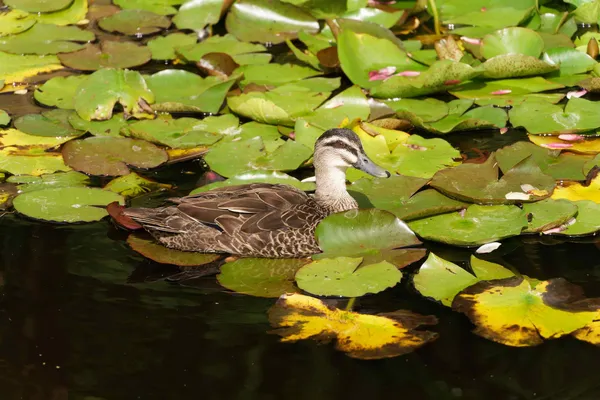 Lily pond (3)