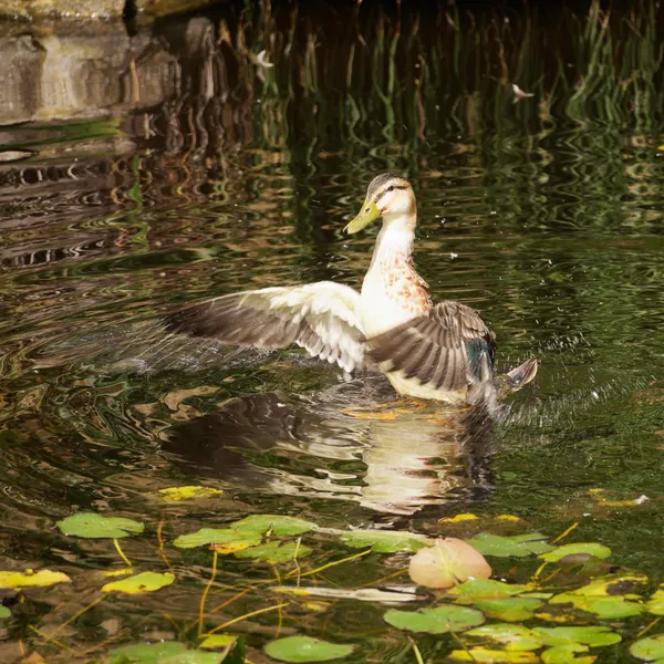 Lily pond (4)