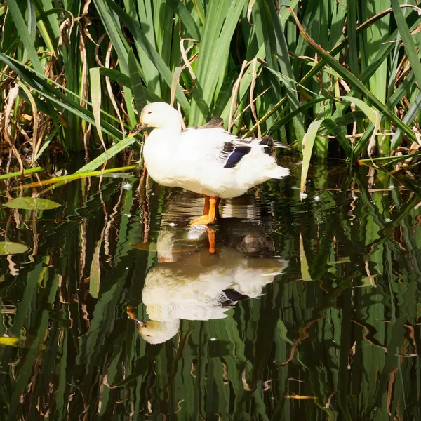 Lily pond (6)