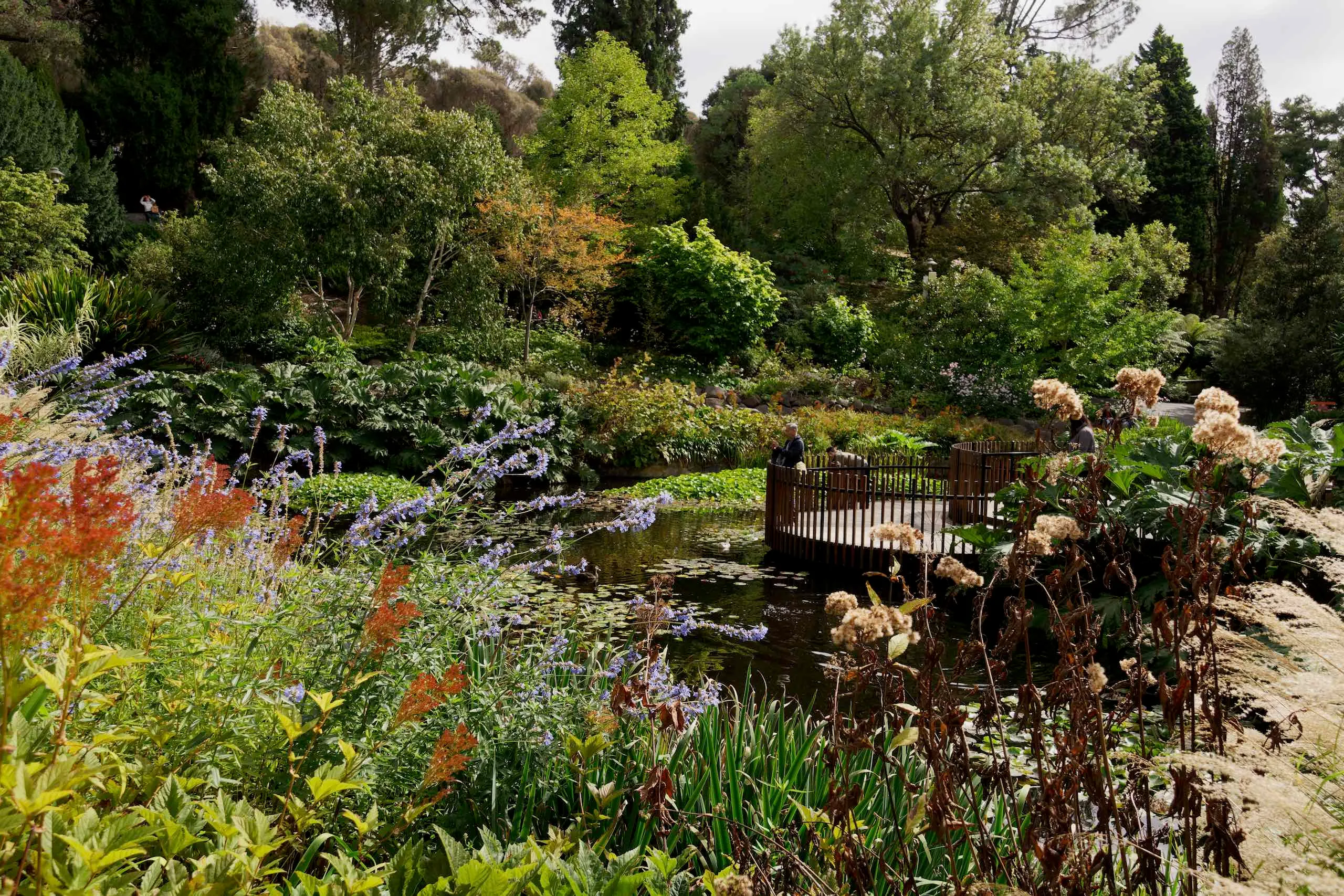 Lily Pond