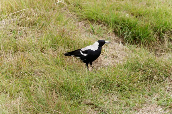 Magpie