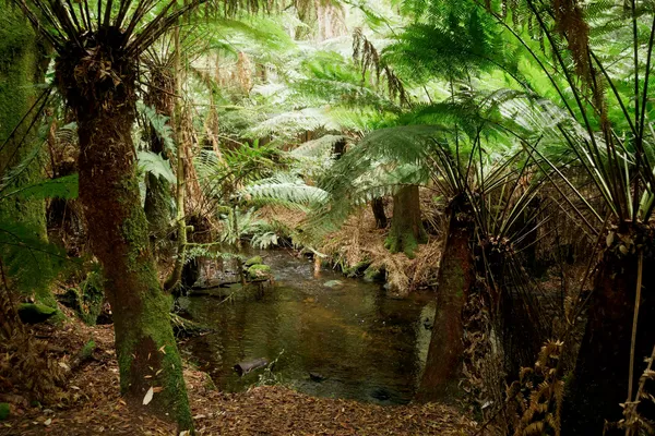 Man ferns (2)