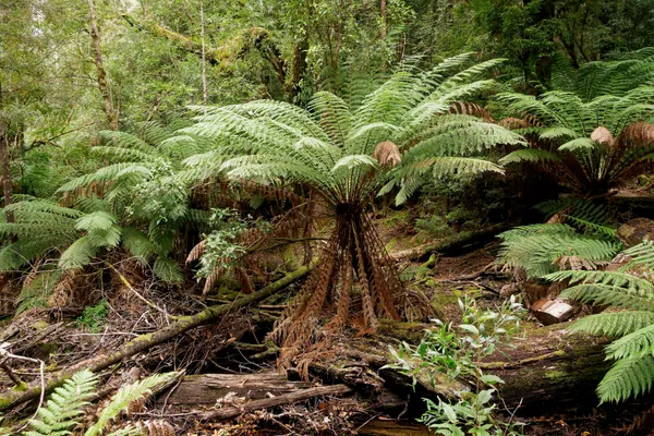 Man ferns (4)