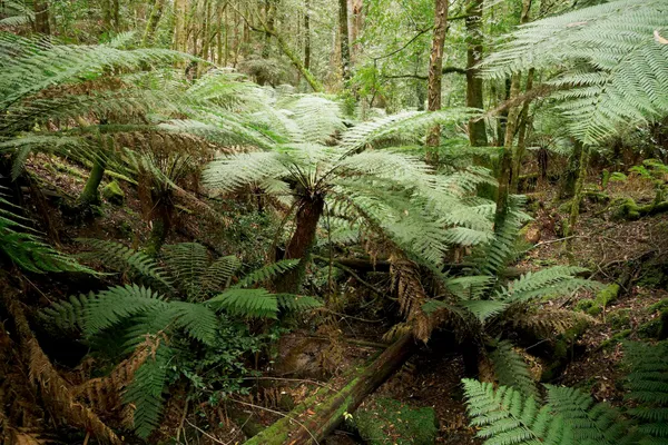 Man ferns (5)