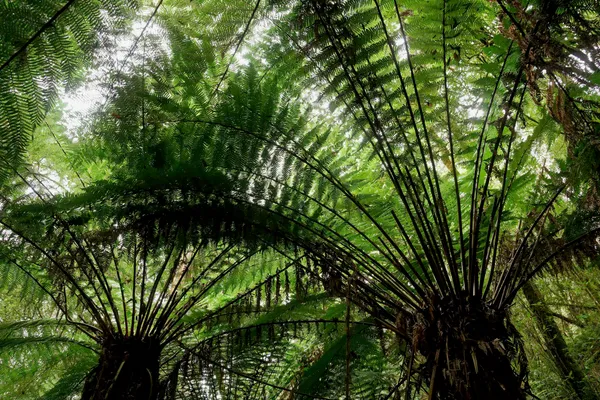 Man ferns