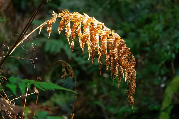 Mavista Nature Walk (14)