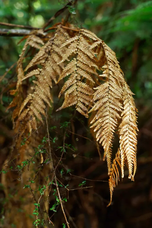 Mavista Nature Walk (19)