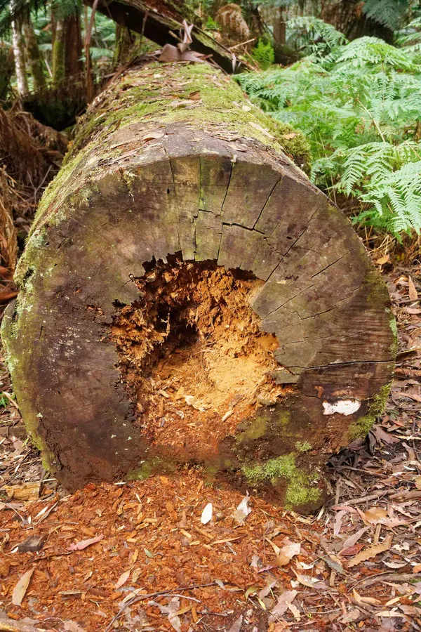 Mt Field Three Falls Circuit (14)
