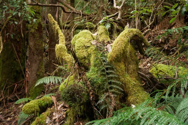 Mt Field Three Falls Circuit (22)