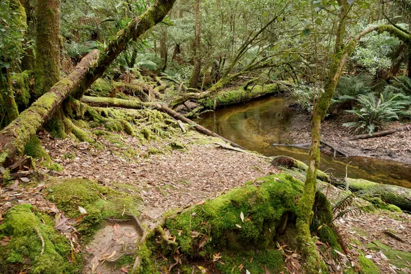 Mt Field Three Falls Circuit (5)