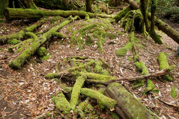 Mt Field Three Falls Circuit (6)