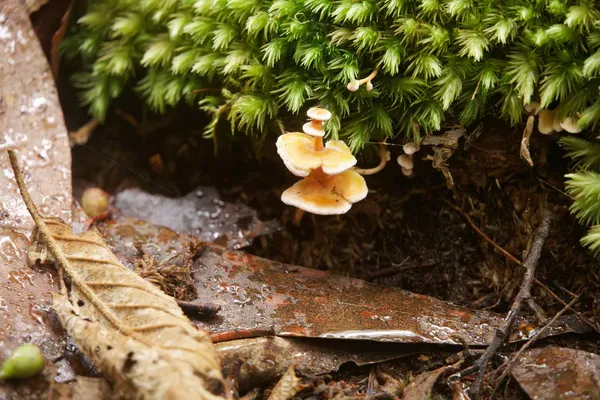 Mushroom (8)