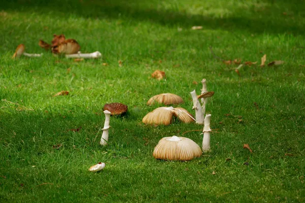 Mushroom