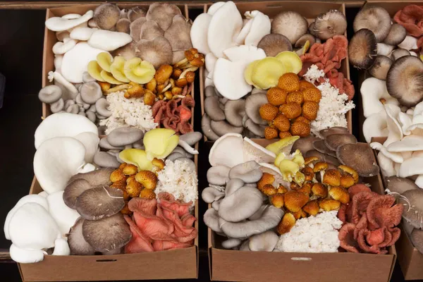 Mushrooms