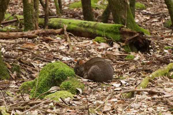 Pademelon (1)