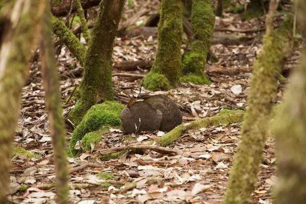 Pademelon (2)