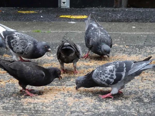 Pigeons