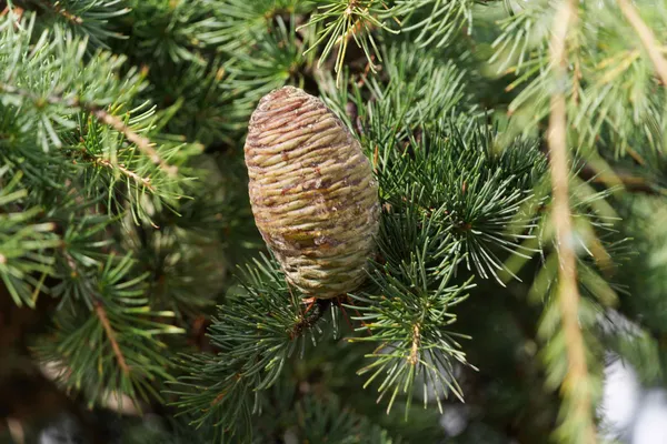 Pine cone